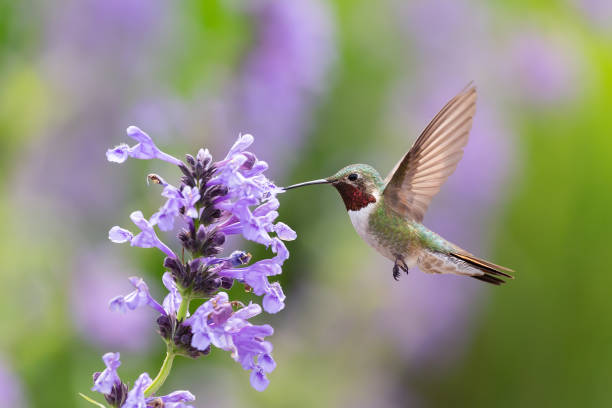 Ruby-throated hummingbird feeding from purple flowers, a natural hummingbird feeder.