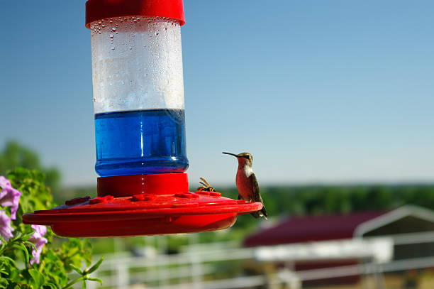 Hummingbird and wasp on a red and blue hummingbird feeder outdoors.
