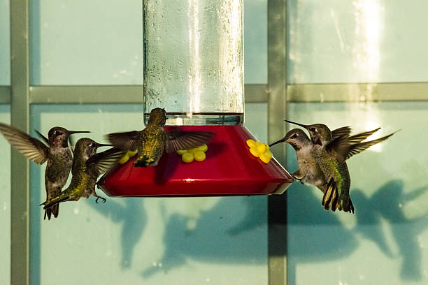 Image showing hummingbird feeder