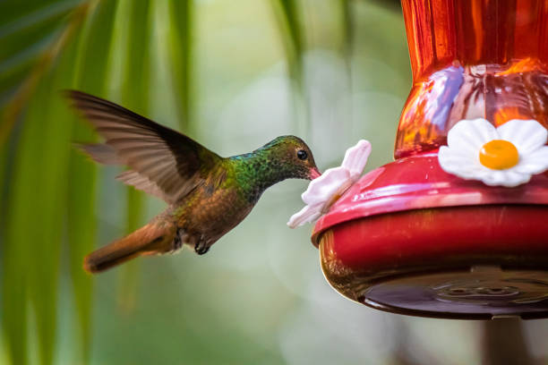 Image showing hummingbird feeder