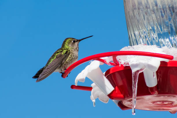 Image showing hummingbird feeder