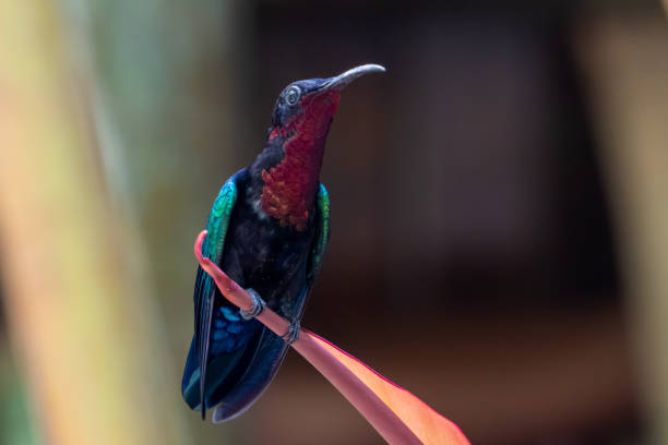 Image showing hummingbird feeder