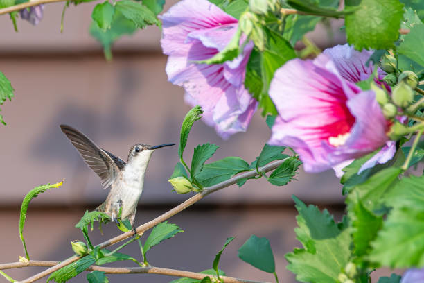 Image showing hummingbird feeder