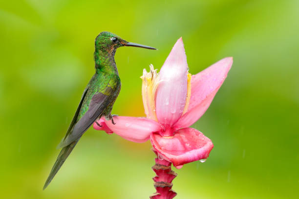 Image showing hummingbird feeder