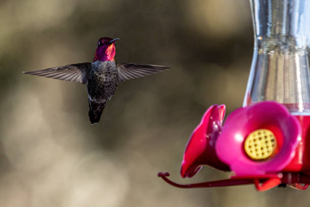 Iridescent hummingbird with magenta head hovers near a vibrant hummingbird feeder.
