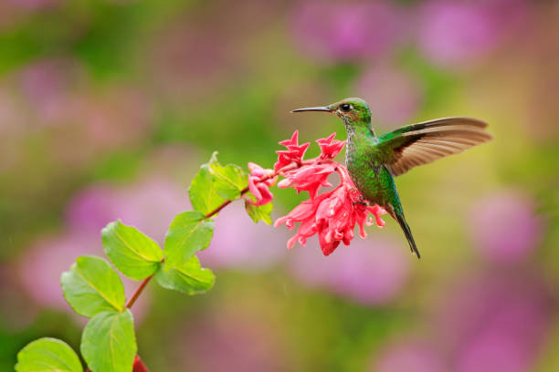 Green hummingbird sips nectar from vibrant red flowers, a natural hummingbird feeder.