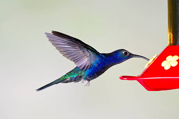 Image showing hummingbird feeder