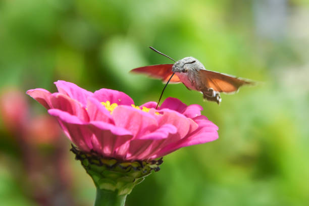 Image showing hummingbird feeder