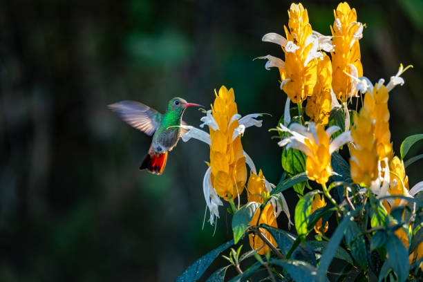 Image showing hummingbird feeder