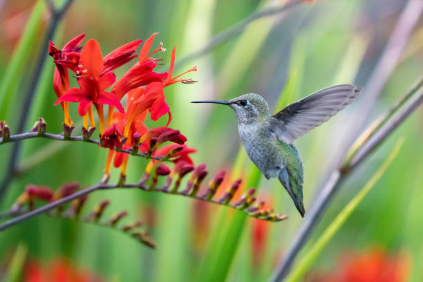Image showing hummingbird feeder