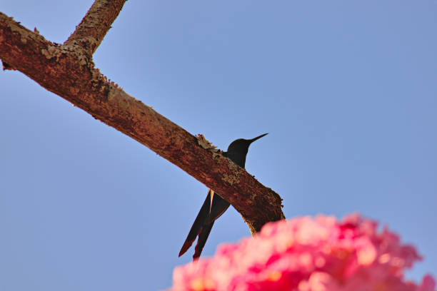 Hummingbird perched on branch with pink flowers, near a hummingbird feeder.