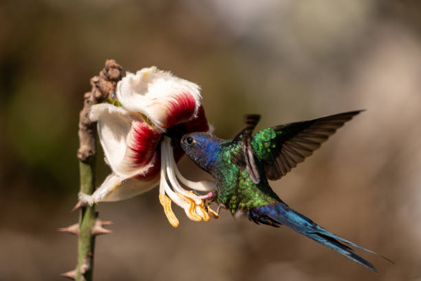 Colorful hummingbird sips from a vibrant flower, a beautiful natural hummingbird feeder.