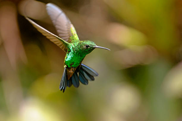 Vibrant green hummingbird hovers in flight, often visiting a hummingbird feeder.