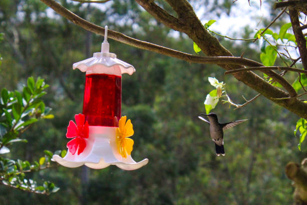 Image showing hummingbird feeder