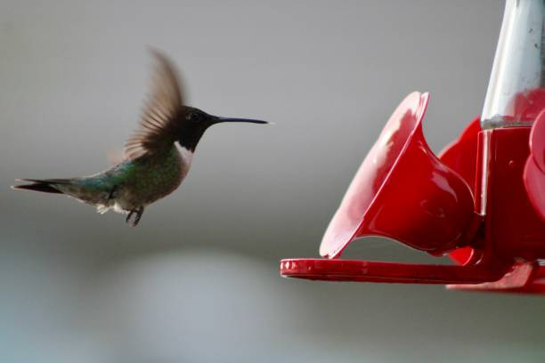 Hummingbird in flight approaching a bright red hummingbird feeder.