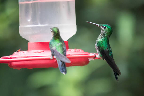 Image showing hummingbird feeder