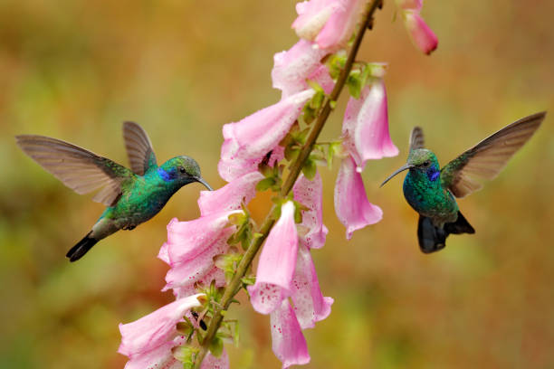 Image showing hummingbird feeder